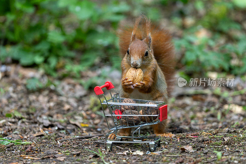 可爱的红松鼠或欧亚红松鼠(Sciurus vulgaris)与核桃